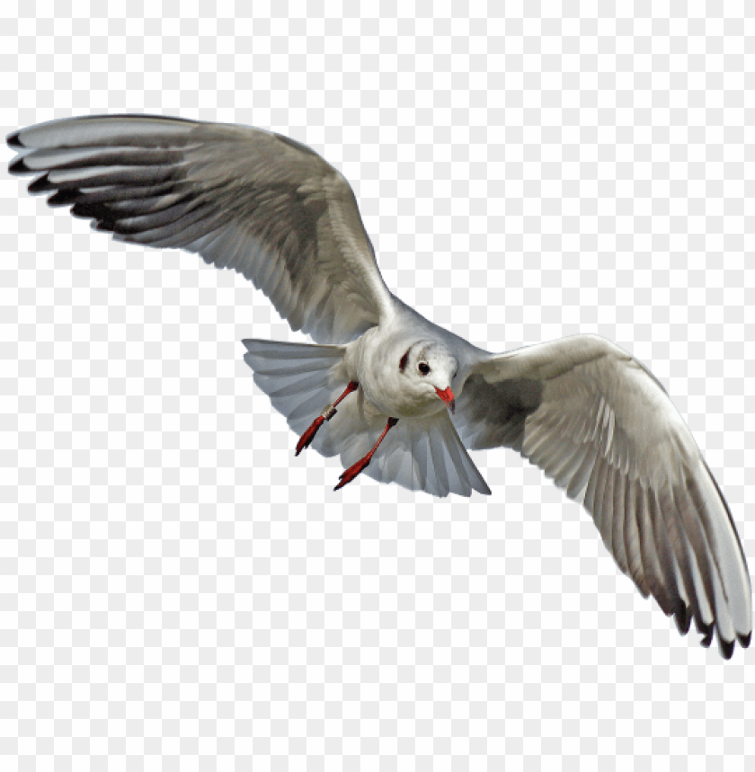 ulls png file - sea birds transparent background PNG image with transparent  background | TOPpng