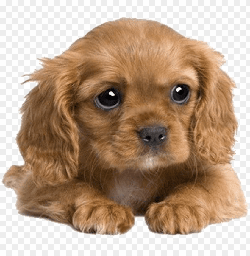 Uppies Png Transparent Image Cocker Spaniel X King Charles Cavalier PNG Image With Transparent Background