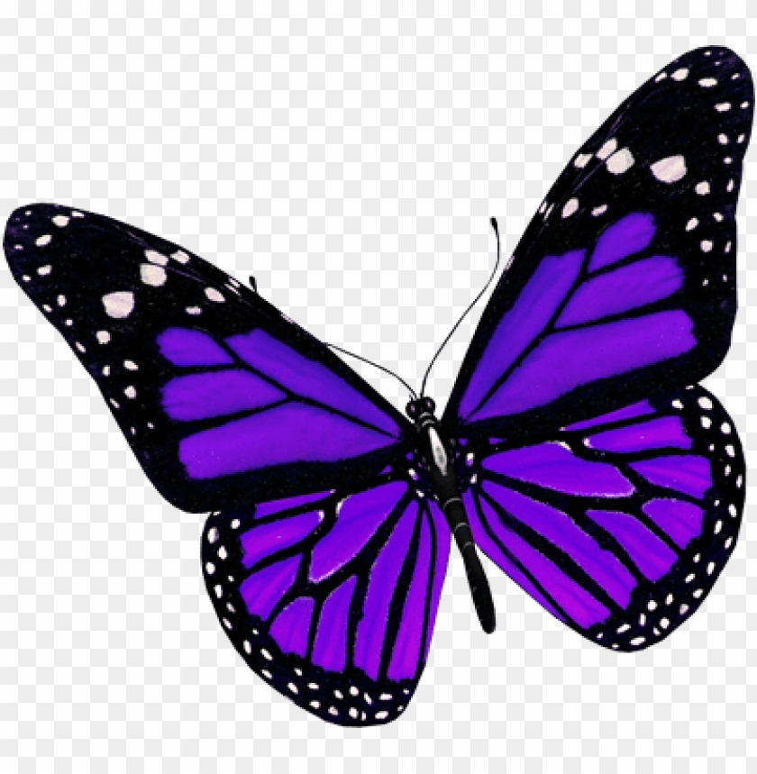 urple butterfly png image purple butterfly PNG transparent with Clear Background ID 206133