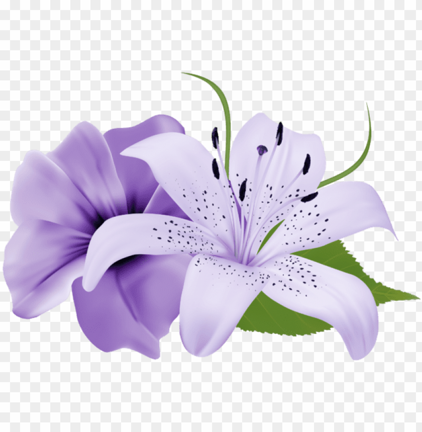 urple deco flowers png clipart 179 0 lily flower purple PNG transparent with Clear Background ID 213429