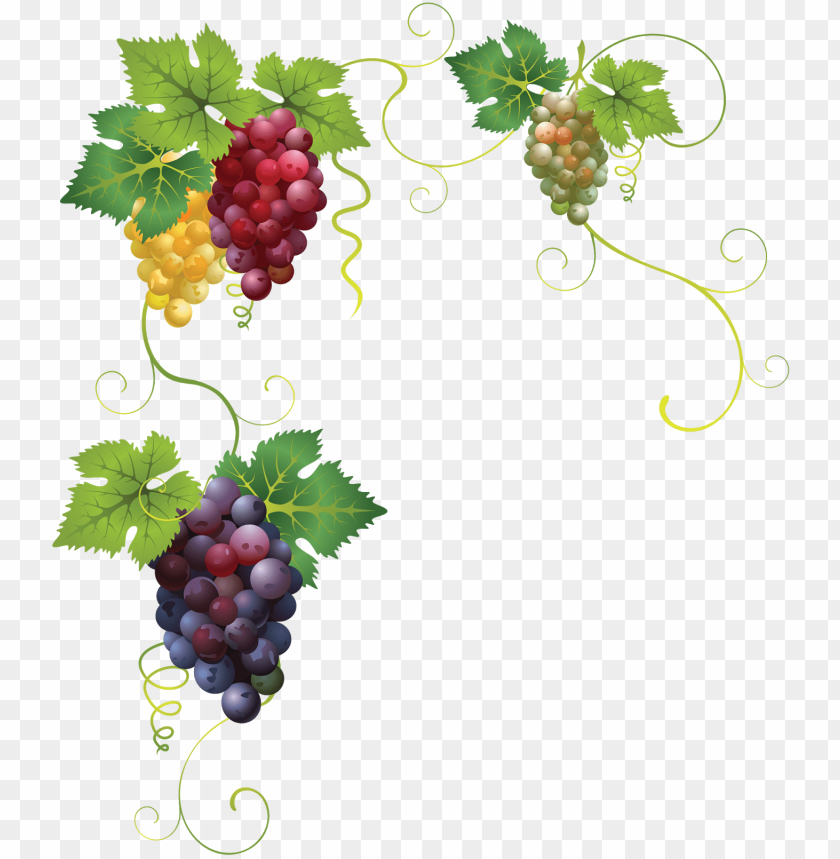 fruit, symbol, food, decoration, grape, fleur de lis, grapes