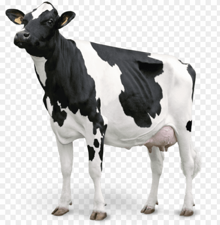 cow, symbol, animal, decoration, farm, fleur de lis, nature
