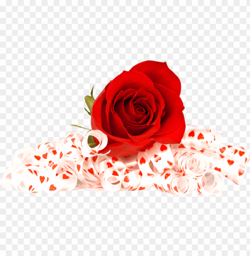 valentines day roses png photo flowers red rose PNG transparent with Clear Background ID 267303