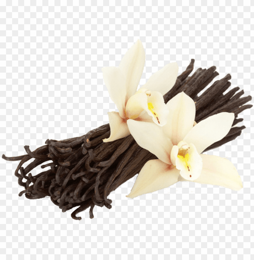 flower, cocoa, ampersand, cocoa beans, flowers, bean, repair