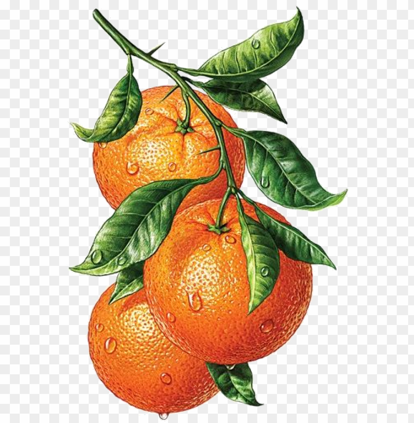 background, fruit, decoration, fresh, person, orange, fleur de lis