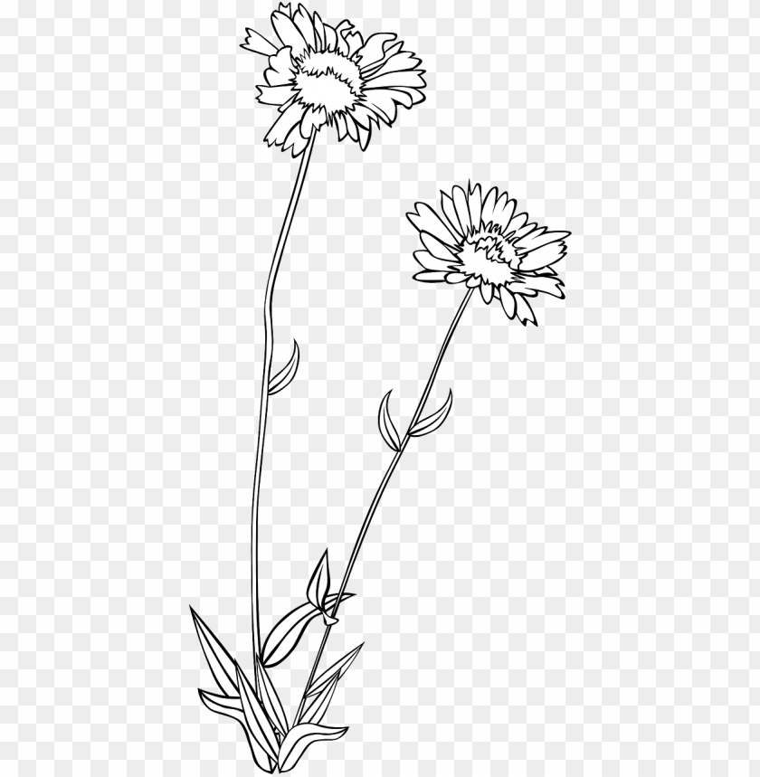 Vector Graphics Free Pictures Free Wild Flowers Drawing PNG Image With Transparent  Background | TOPpng