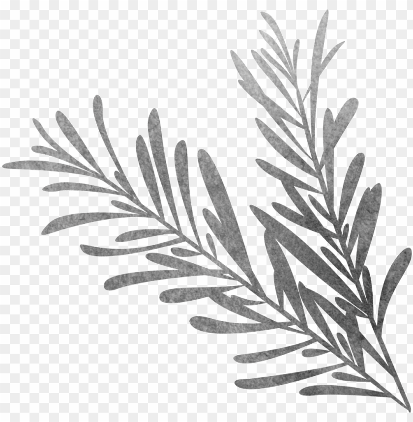 free PNG vector library black and white sketch biological grass - sketch rosemary PNG image with transparent background PNG images transparent