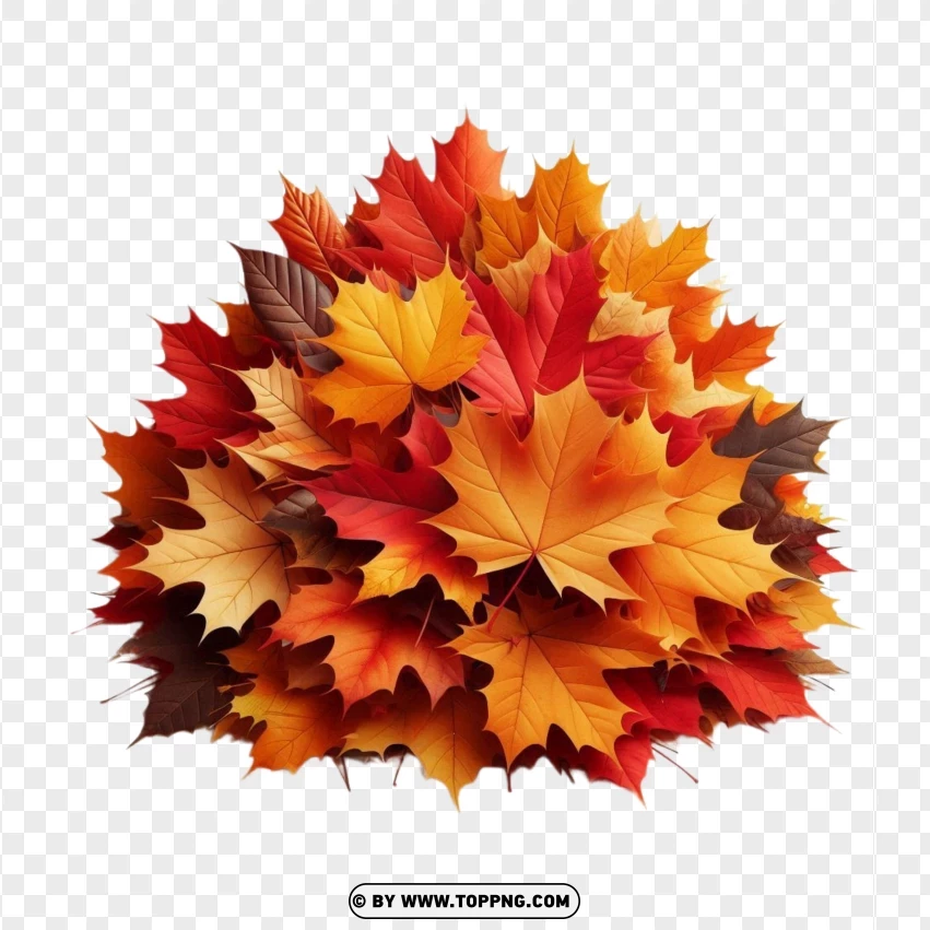 Autumn , Fall , Leaf,Nature , Maple , Plant , Foliage 