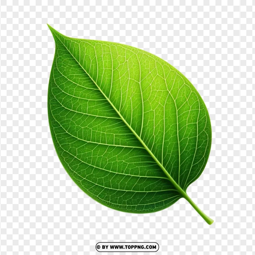 Vibrant green leaf, clear vein leaf PNG, lively leaf image,Green , Fresh , Isolated , Leaf 