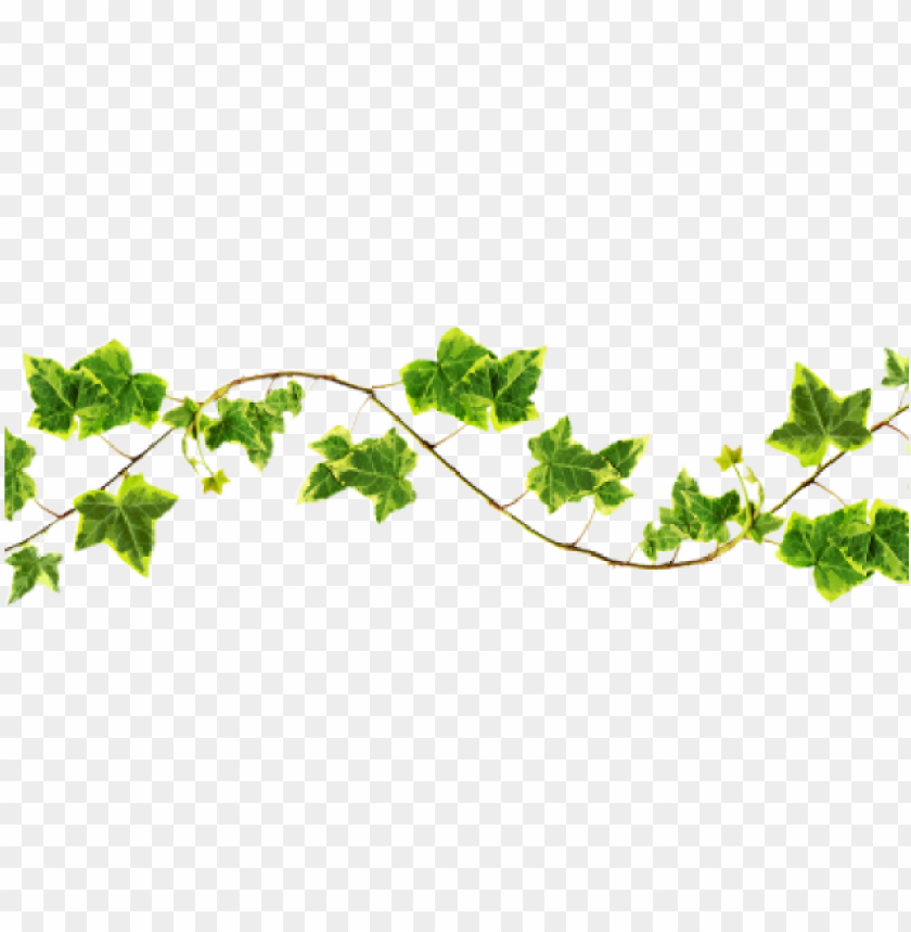 Succulent Vine Clipart - Best Succulent Ideas