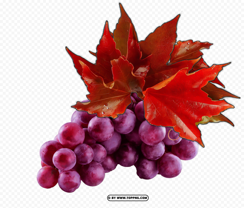 vineyard foliage png, grapevine leaf png, crimson vine leaves png, grape cluster with leaves png, transparent vine leaf image, burgundy grape leaf png, grapevine foliage with transparency