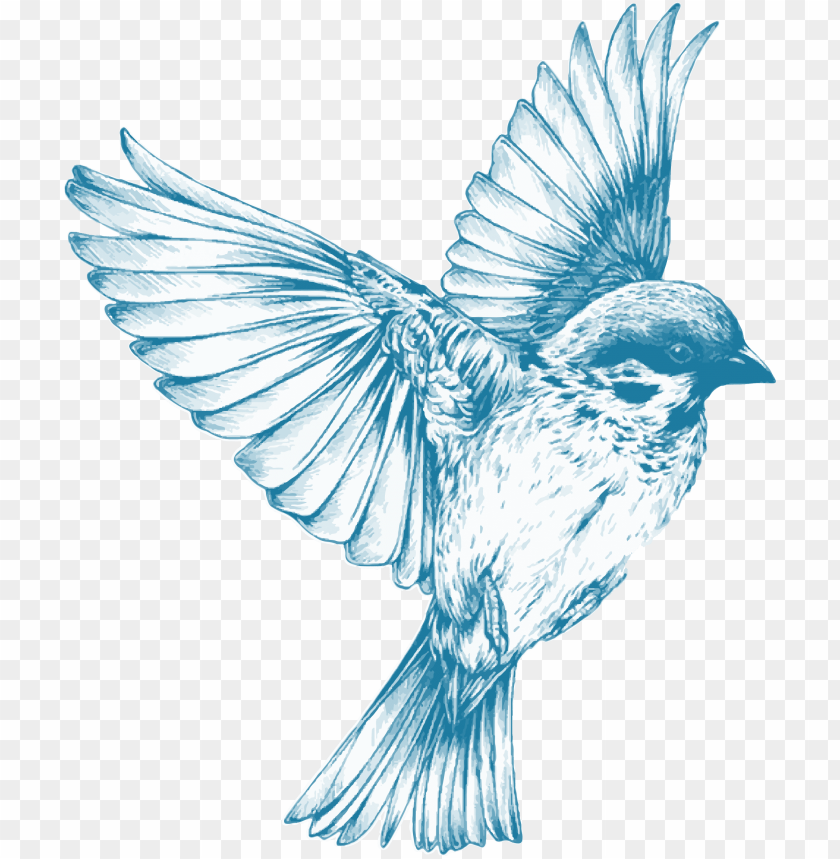 animals, birds, sparrows, vintage blue bird, 