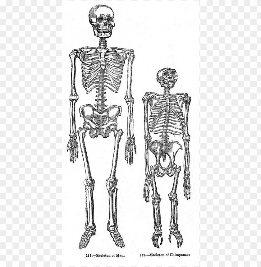 vintage halloween skeletons the graphics fairy clipart png photo - 35838