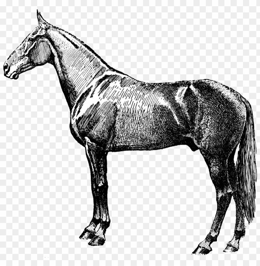 animals, horses, vintage horse silhouette, 