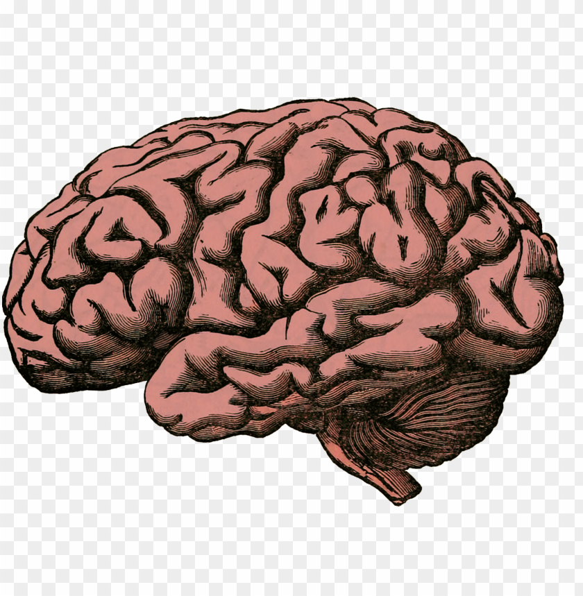 vintage human brain PNG image with transparent background@toppng.com