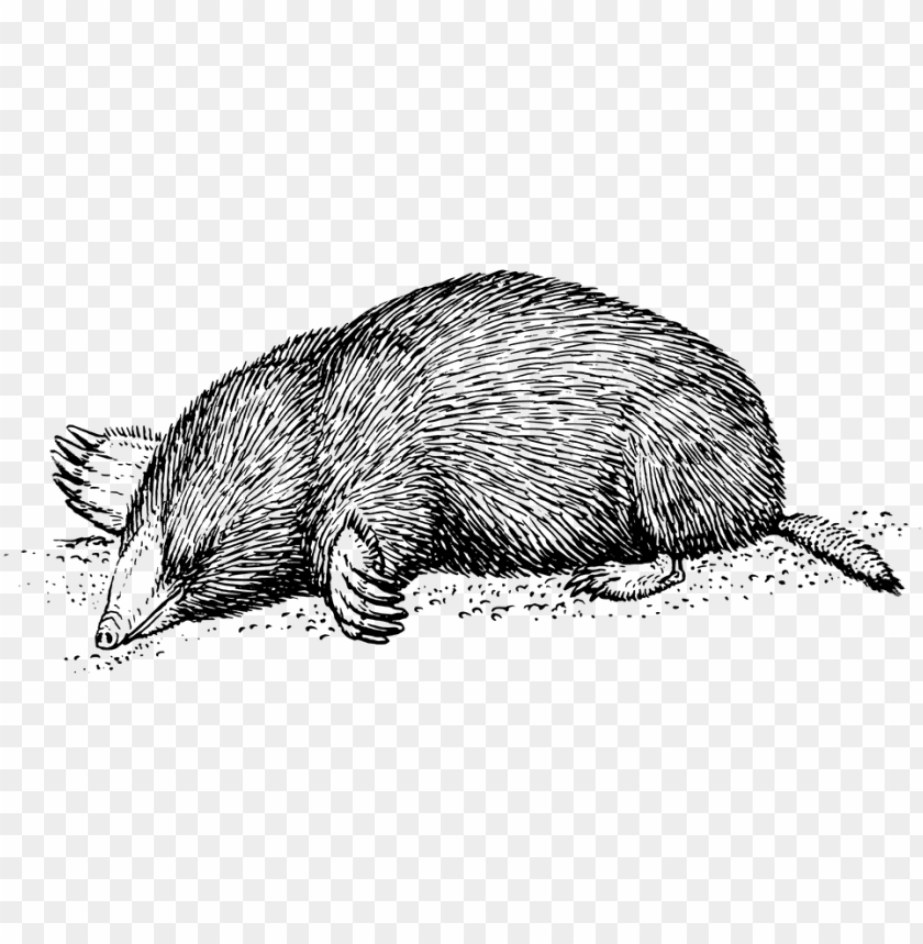 animals, moles, vintage mole drawing, 