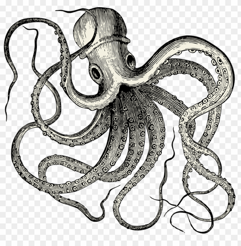 vintate octopus tattoo PNG transparent with Clear Background ID 119355