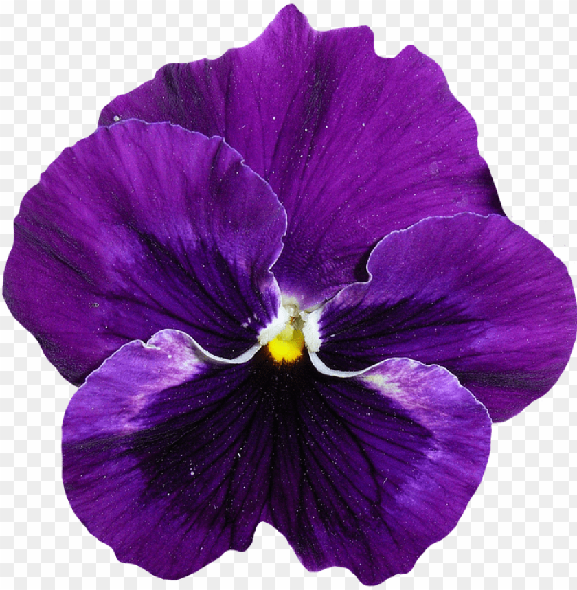 viola fiore png ultra violet bloeme PNG transparent with Clear Background ID 218923