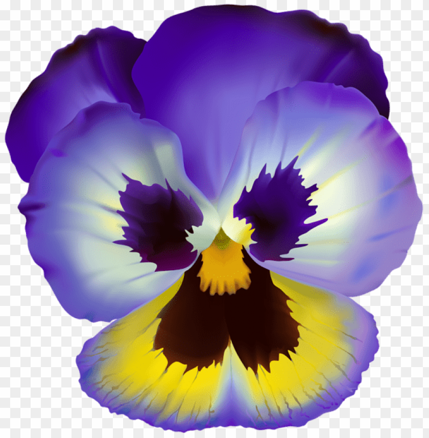violet flower transparent