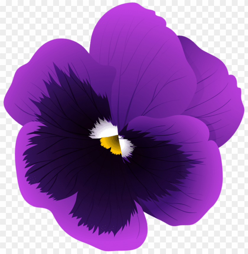 violet flower transparent