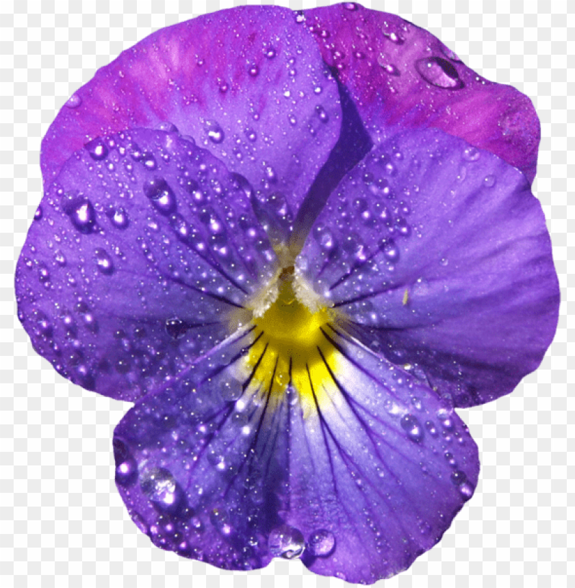 violet flower with dew