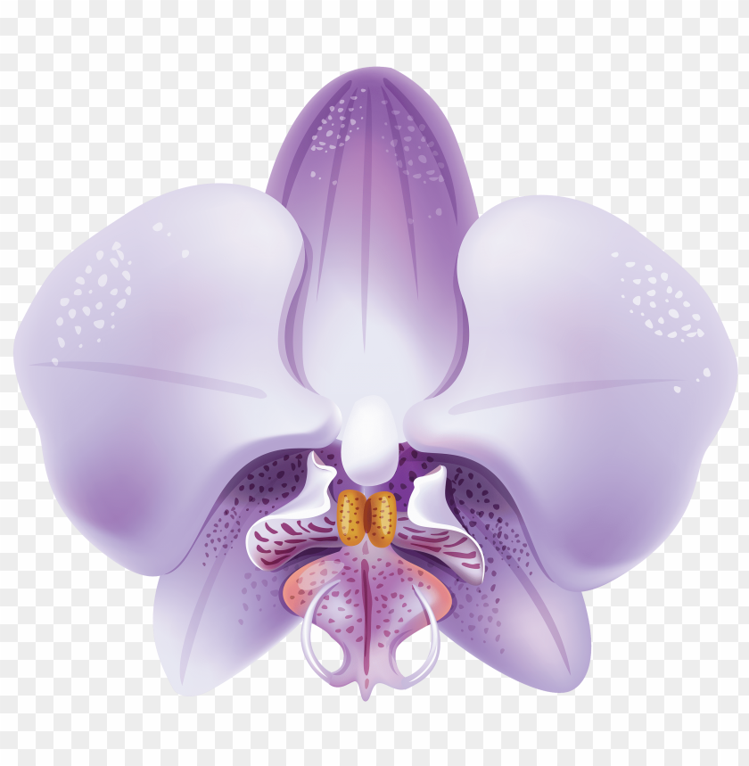 orchid, violet
