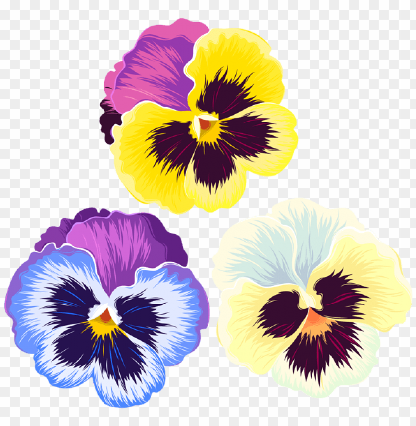 violets png