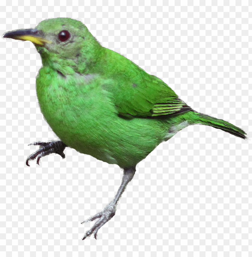 realistic blood drip, phoenix bird, twitter bird logo, big bird, bird wings, flappy bird pipe
