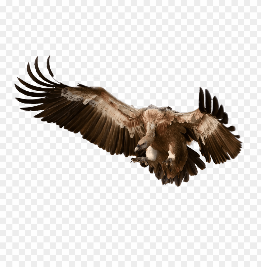 animals, birds, vultures, vulture attacking its prey, 