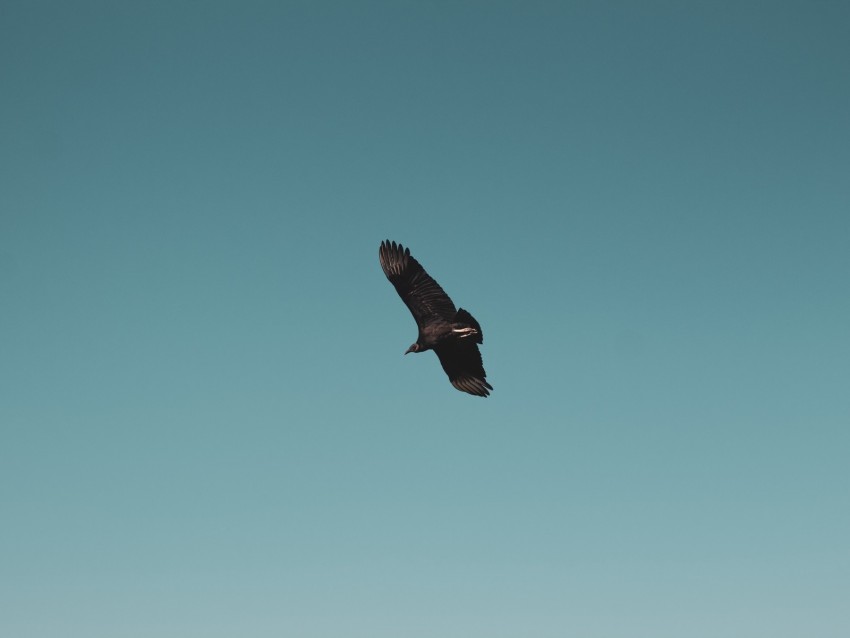 vulture, bird, sky, fly, soar
