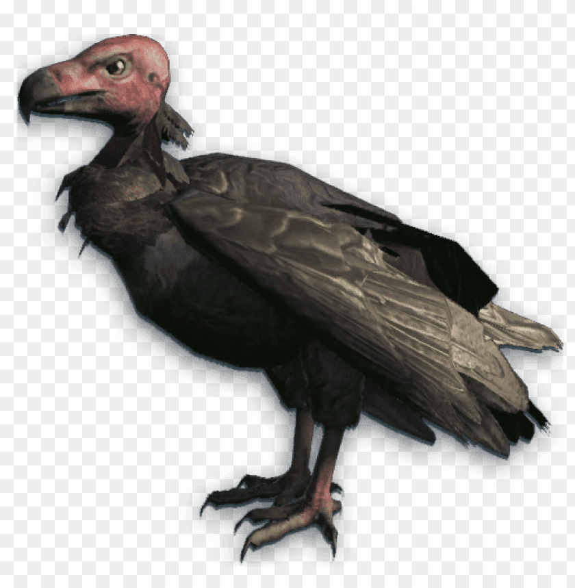 animals, birds, vultures, vulture red head, 