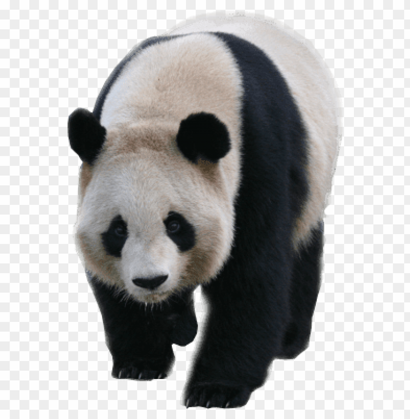animals, pandas, walking panda, 