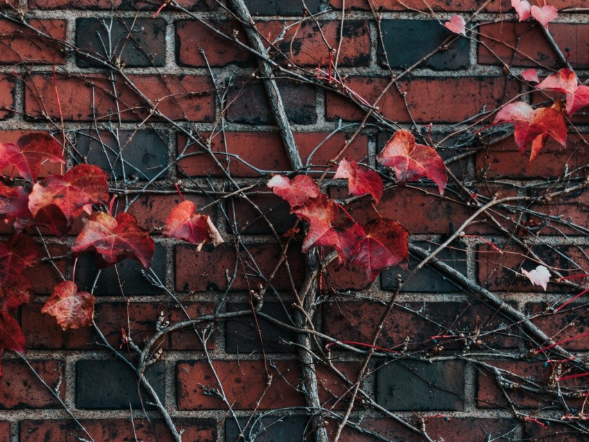 wall, plant, branch, leaves, brick