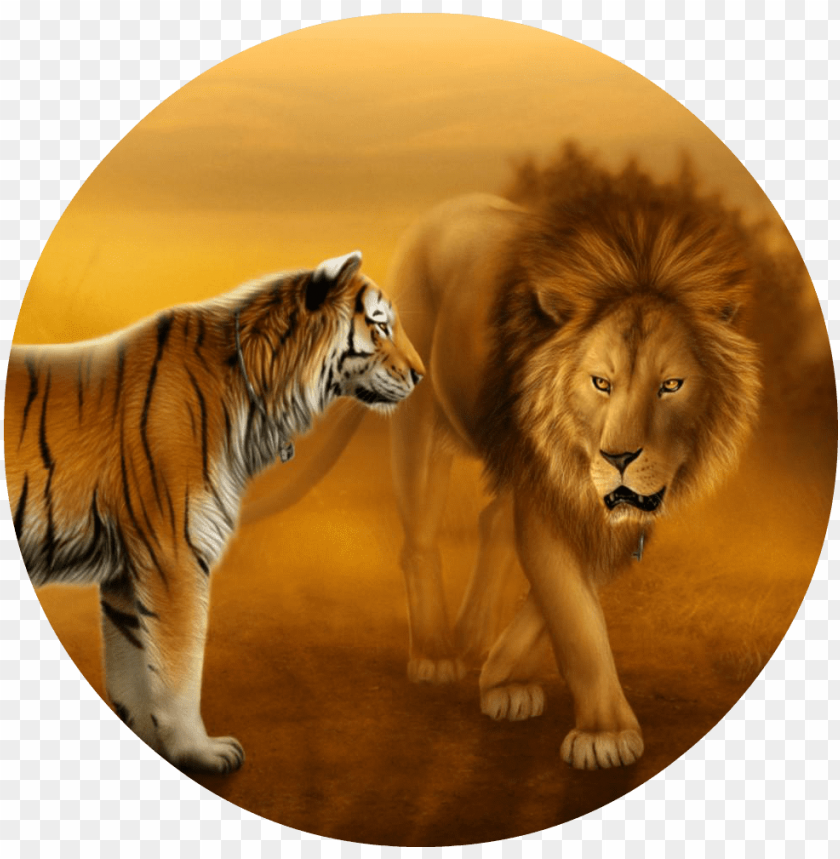 wallpapers of tigers and lions dekstop wallpaper hd - lion and tiger face  to face PNG image with transparent background | TOPpng