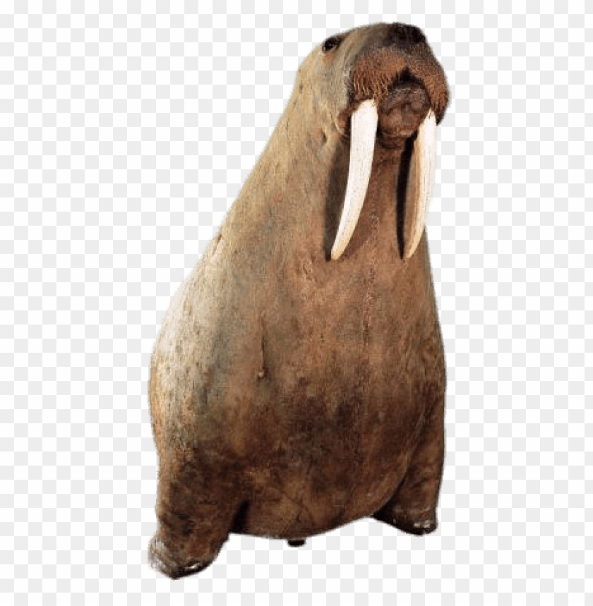 animals, walruses, walrus on his front paws, 