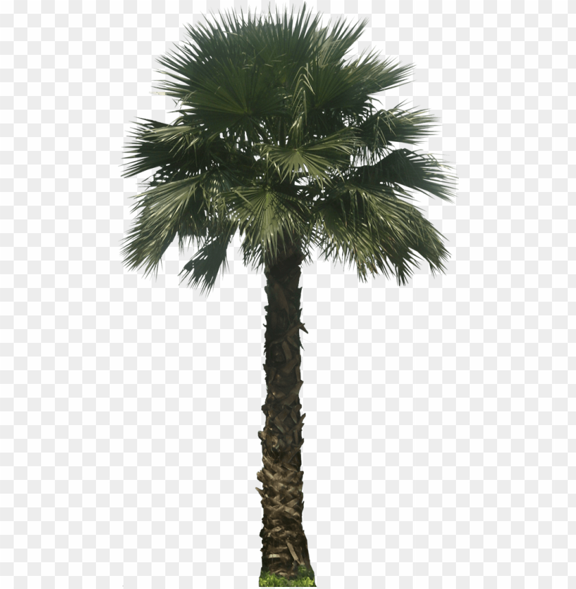 free PNG washingtoniarb02l plant images, plant pictures, mexican - palm tree elevation PNG image with transparent background PNG images transparent