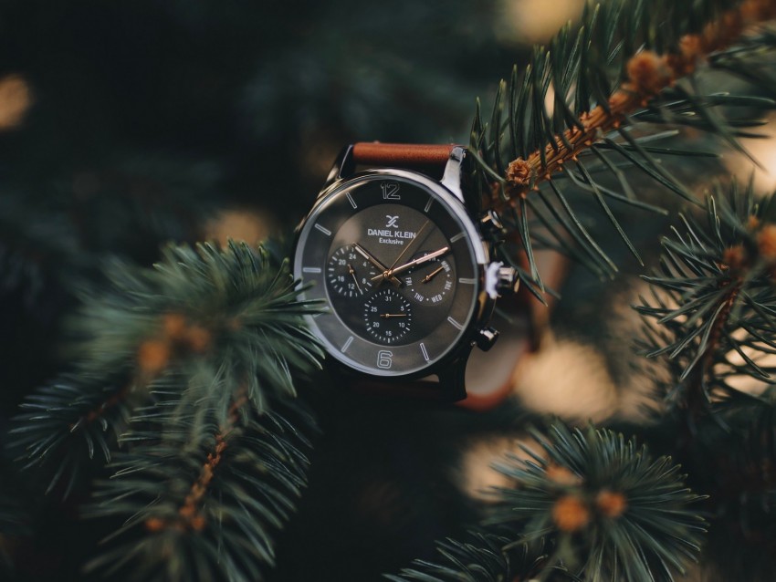 watches, spruce, spines