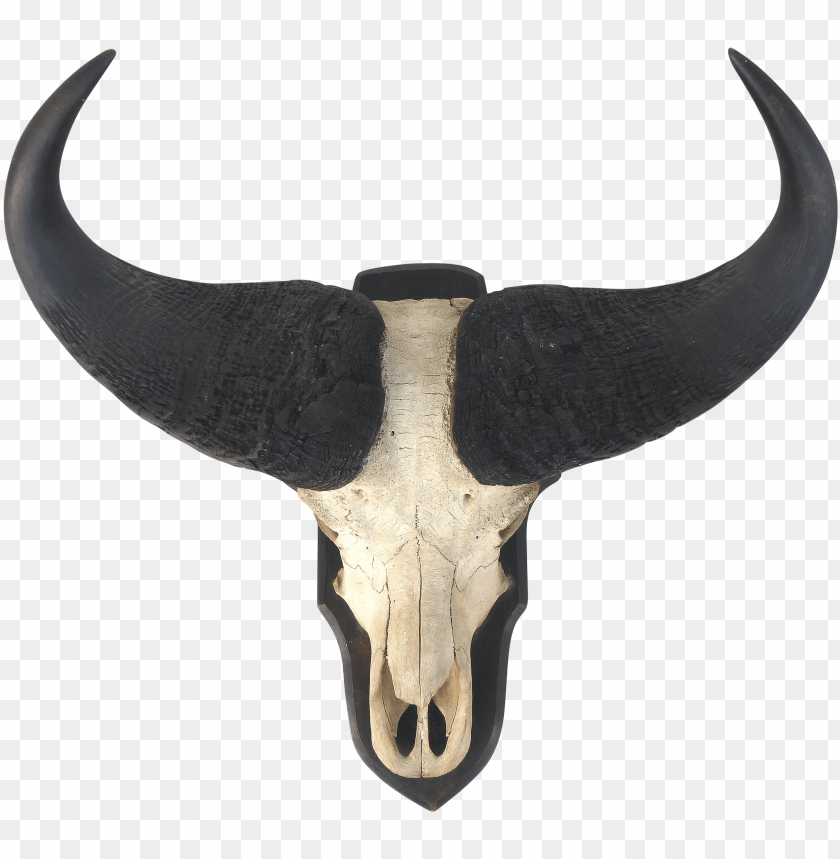Water Buffalo Skull With Horns Wall Mount - Hor PNG Transparent With Clear Background ID 226520