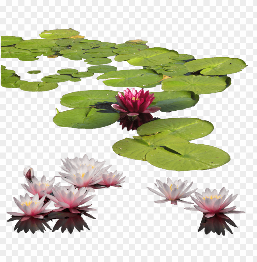PNG image of water lily with a clear background - Image ID 8975