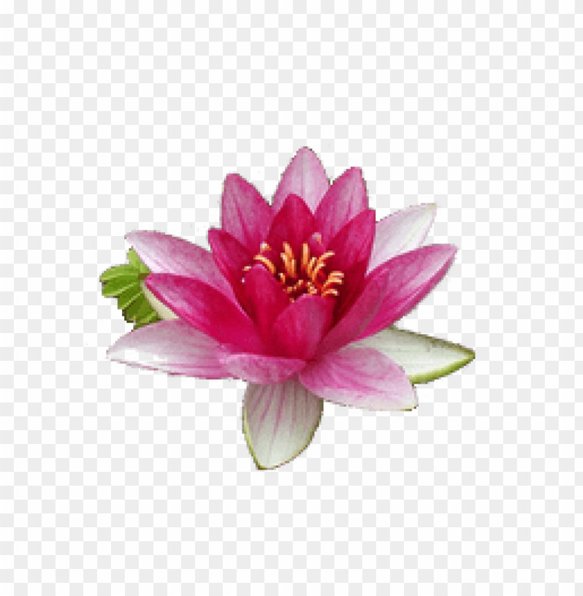 PNG image of water lily with a clear background - Image ID 8976