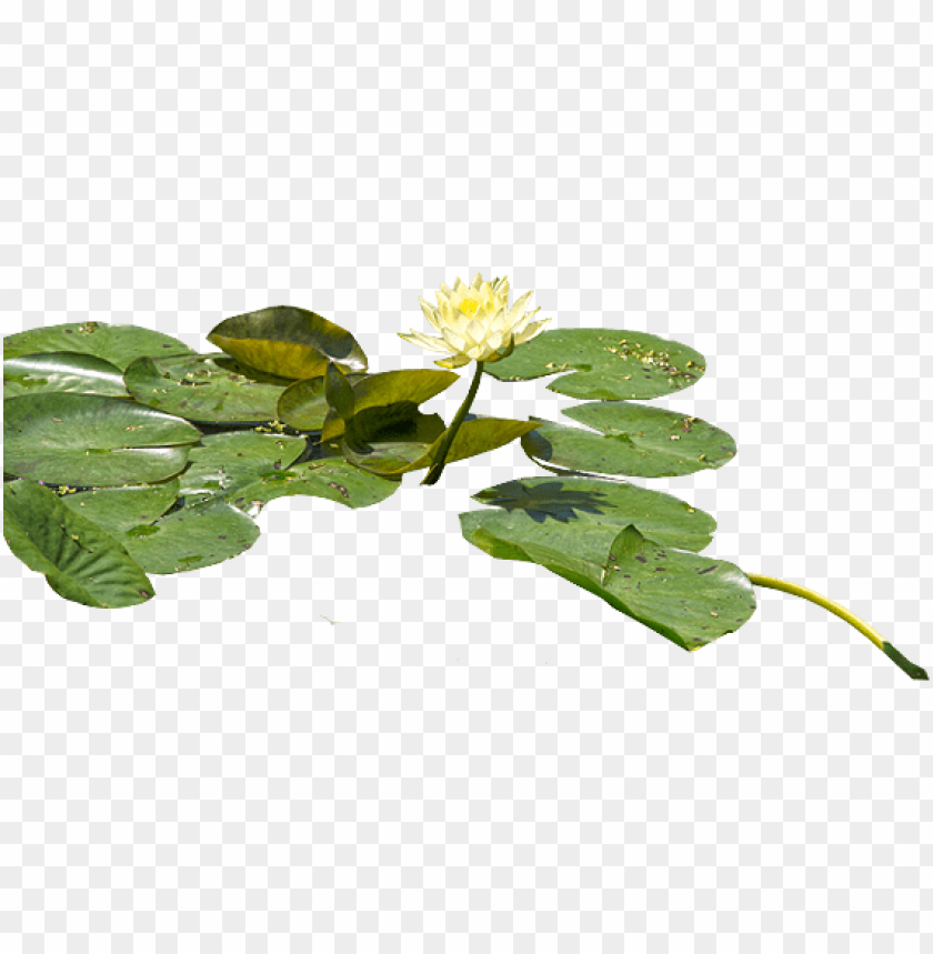 PNG image of water lily with a clear background - Image ID 8978