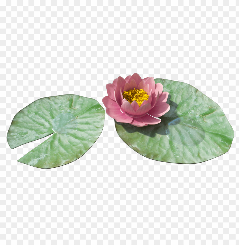 PNG image of water lily with a clear background - Image ID 8979