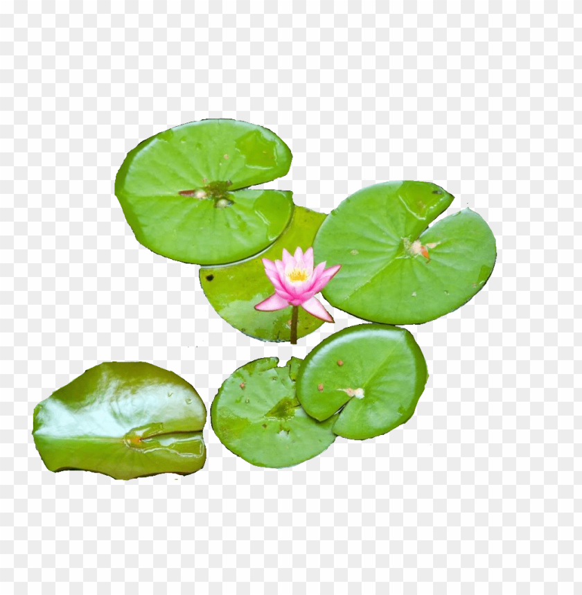 PNG image of water lily with a clear background - Image ID 8983