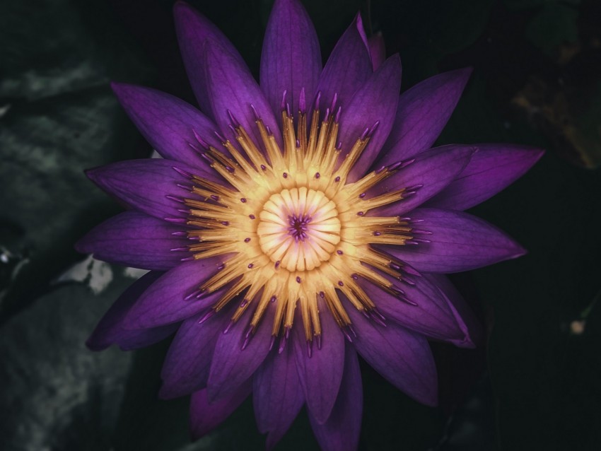 water lily, flower, plant, petals, purple, dark