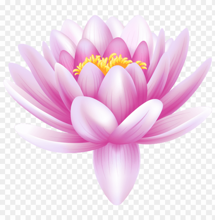 Download Water Lily Transparent Png Images Background Toppng