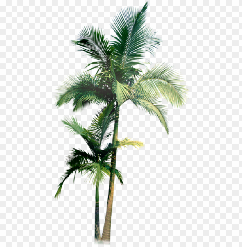 free PNG watercolor and pencil - palm tree water color PNG image with transparent background PNG images transparent