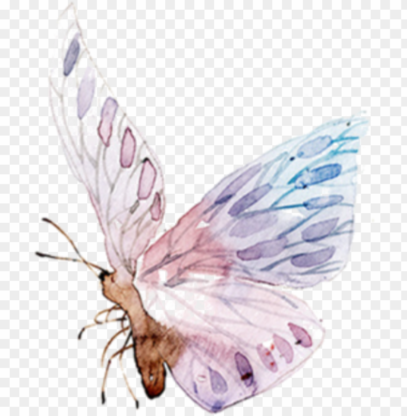 watercolor flower, decoration, lion, pattern, insect, graphic, angel wings