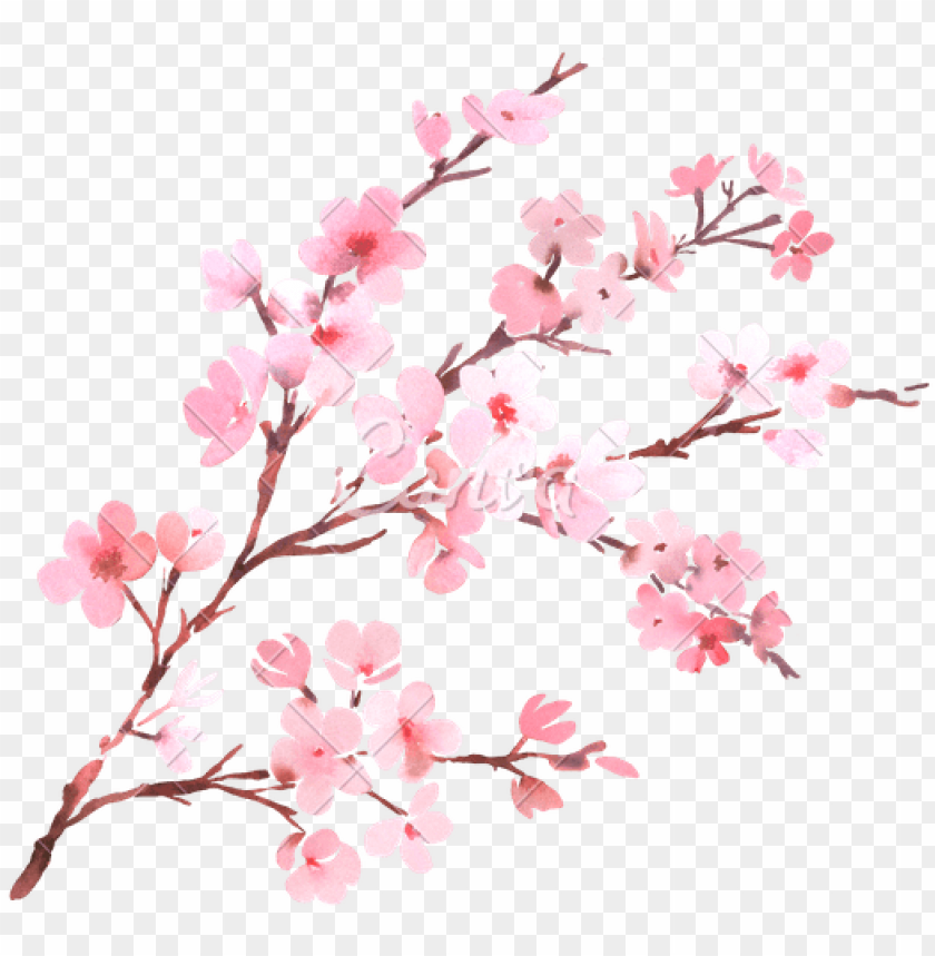 Sakura Flower Png