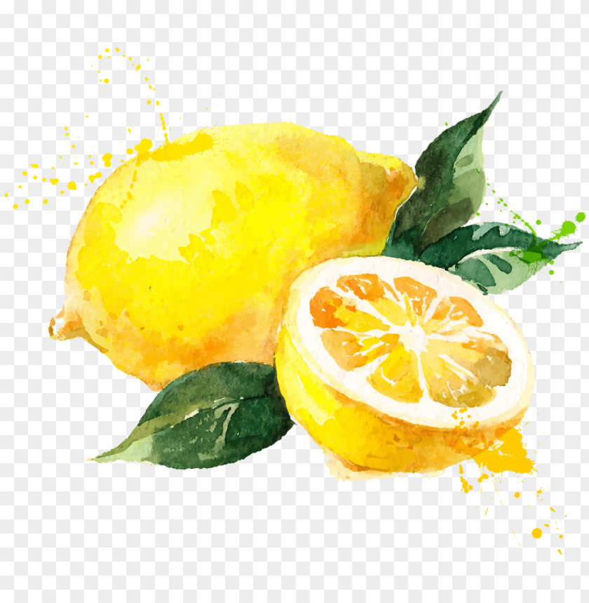 watercolor painting royalty free lemon watercolor vector free PNG transparent with Clear Background ID 181648