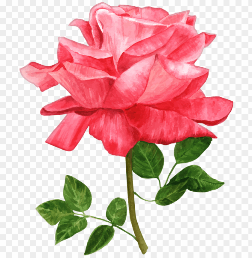 watercolor rose